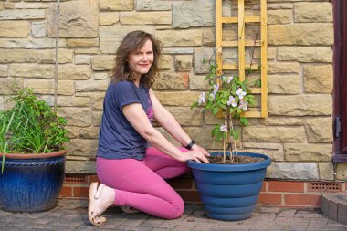 Clematis Montana Mayleen yaprak döken bir dağcıdır. Tek, saten pembe dalgalı çiçekleri vardır. Mayıs ve Haziran aylarında çiçek açar.