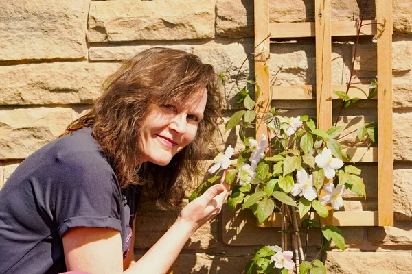 stock image Clematis Montana Mayleen is a deciduous climber with single, satin-pink ruffled flowers.  It flowers during May and June.