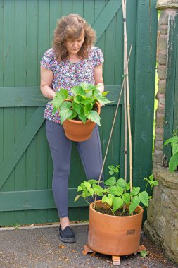 Begonya, fasulye ve ahududu gibi ev yapımı bitkilerin yetişmesi akıl sağlığınız ve fiziksel sağlığınız açısından Mayıs ayındaki akıl sağlığınız için fevkalade bir şeydir..
