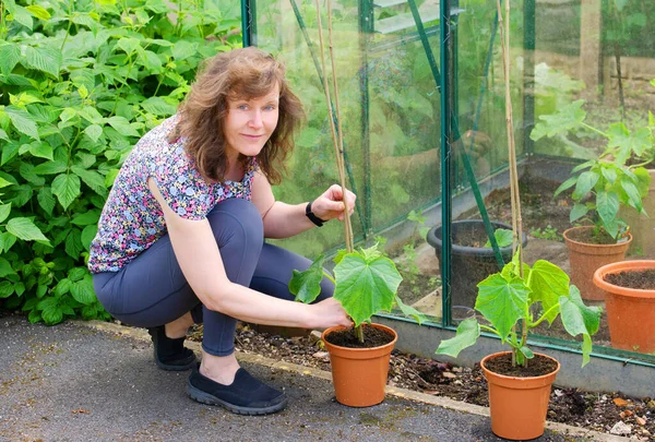 stock image Growing home grown produce such as cumumbers and courgettes is marvelous for your mental and physical health in the mental health month of May.