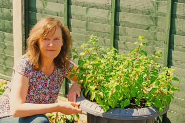 Güney Güzeli yumuşak fuşyalarını Haziran başında dışarı taşımak.
