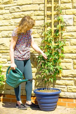 Montana Clematis yaz aylarının başlarında, bir konteynırda bile hızla büyür..