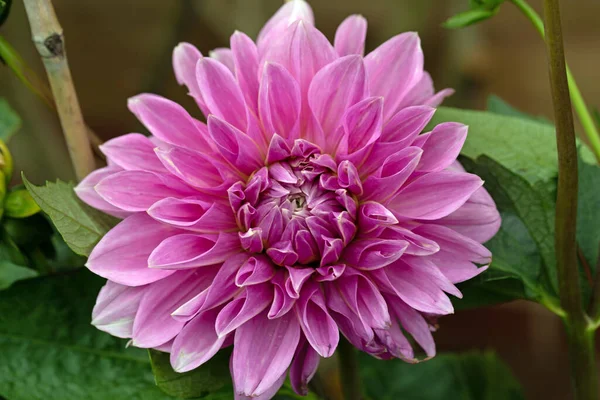 stock image Lavender Perfection, is a dinner plate Dahlia that lives up to its name in early July.