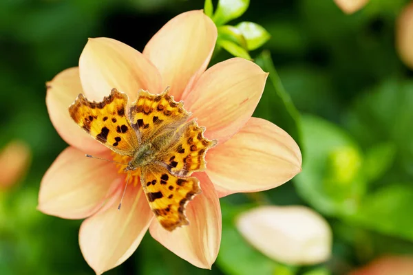 The deep orange colouring of the Comma butterfly provides a complementary camouflage effect with an orange pastel dahlia flower.