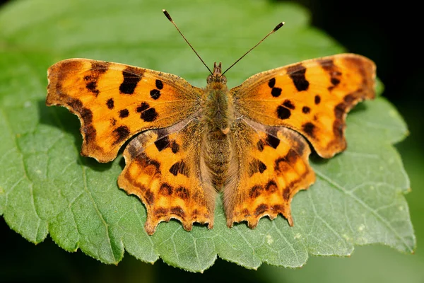 The deep orange colouring of the Comma butterfly provides a complementary contrast with a deep green leaf.