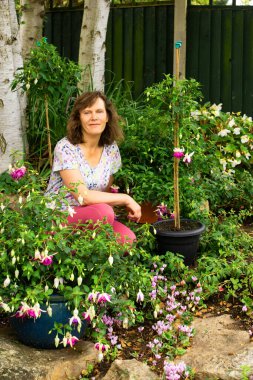 Mavi serap fuşyalar farklı ölçülerde ve çalılıklarda eğitilebilir..