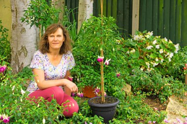 Mavi serap fuşyalar farklı ölçülerde ve çalılıklarda eğitilebilir..