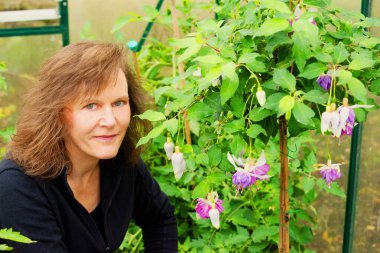 Çekici, olgun bir esmeri Blue Mirage fuşya çiçeğinin yanında yakalamak, Kasım 2023 'te soğuk bir serada çiçek açmak..