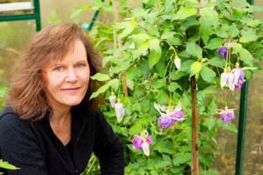 Çekici, olgun bir esmeri Blue Mirage fuşya çiçeğinin yanında yakalamak, Kasım 2023 'te soğuk bir serada çiçek açmak..