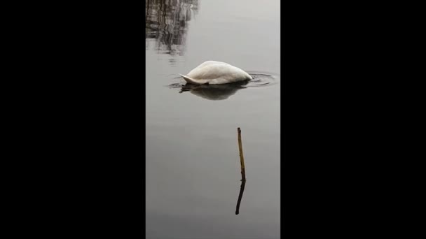 Cisne Elegante Atento Nada Gentil Depois Mergulha Cabeça Para Baixo — Vídeo de Stock