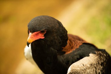Bateleur, Circaetinae olarak bilinen yılan kartal grubunun nesli tükenmekte olan bir üyesidir ve Sahraaltı Afrika 'da bulunabilir..