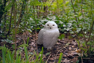 The snowy owl, also known as the polar, the white, and the Arctic owl, is a large, white of the true owl family. They are native to the Arctic regions of both North America and the Paleartic. clipart