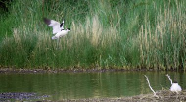 Snettisham RSPB görüşünün korunan bir bölgesinde, Norfolk, İngiltere 'de..