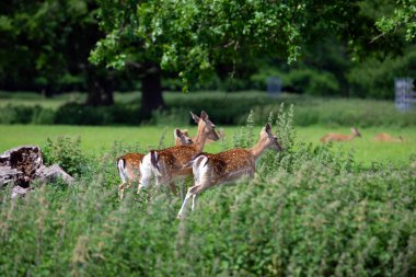 Avrupai geyik, Mayıs ayı sonunda, Norfolk güneşinde hareket halinde..