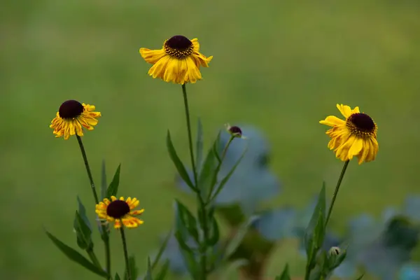 stock image Capturing four 'Can Can Helenium' flowers reaching a first stage of flowering in late June, 2024.