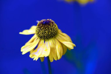 'Can Helenium' çiçeğinin yakalanması Haziran 2024 sonlarında çiçeklenmenin son aşamasına ulaştı..