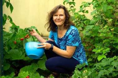 Temmuz 2024 'te Doncaster' daki sebze bahçesinde ahududu toplayan çekici bir esmer yakalamak..