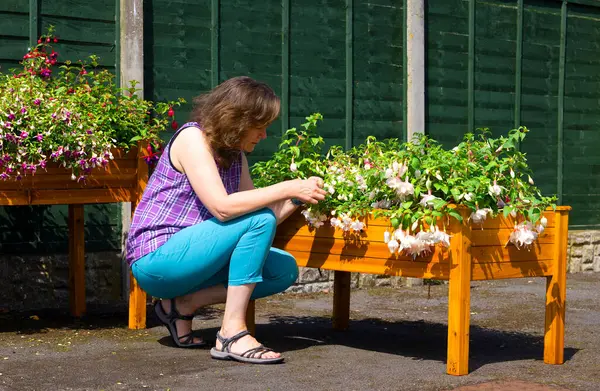 stock image Capturing a beautiful and happy brunette lady, beside a collection of Southern Belle fuchsias, that are coming into full flower.