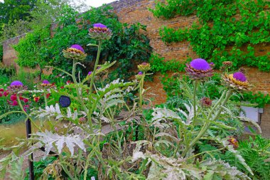 Beningbrough Hall 'un duvarlı bahçeleri, 5 Ağustos 2024 Pazartesi günü Beningbrough, York, Kuzey Yorkshire, İngiltere' de yetenekli gönüllüler tarafından korunan bir bahçecilik mükemmelliği simgesidir..