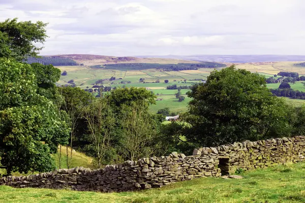 stock image Draughton Heights include a wonderful footpath through moorland rich with purple heathers and Christmas pine trees, that provide awesome views of rural dales in Skipton and Keighley.