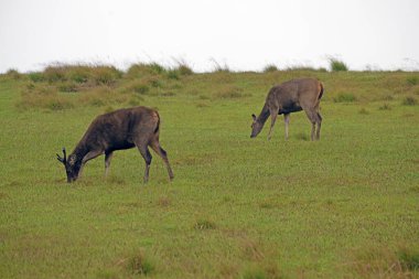 Horton Ovası 'nda bulunan Sambar geyiği, Sri Lanka' daki en büyük ve dünyanın en büyük geyiklerinden biridir. Sri Lanka 'ya özgü ve aynı zamanda tehlike altında..