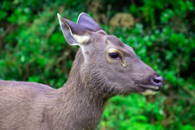 Horton Ovası 'nda bulunan Sambar geyiği, Sri Lanka' daki en büyük ve dünyanın en büyük geyiklerinden biridir. Sri Lanka 'ya özgü ve aynı zamanda tehlike altında..
