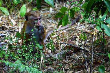 Toque Macaque maymunları Sri Lanka 'ya özgü üç türden biridir..