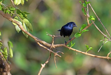 The Indian Robin is a species of passerine bird in the family Muscicapidae.  The one pictured has a darker back, being resident in the southern most part of Asia. clipart