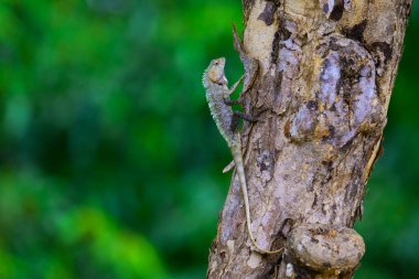 Sri Lanka 'da, Yala Ulusal Parkı' nda bir ağaca kamufle edilmiş bir kertenkele yakaladım..