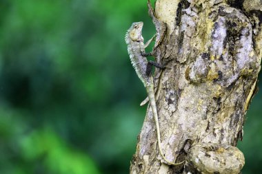 Sri Lanka 'da, Yala Ulusal Parkı' nda bir ağaca kamufle edilmiş bir kertenkele yakaladım..