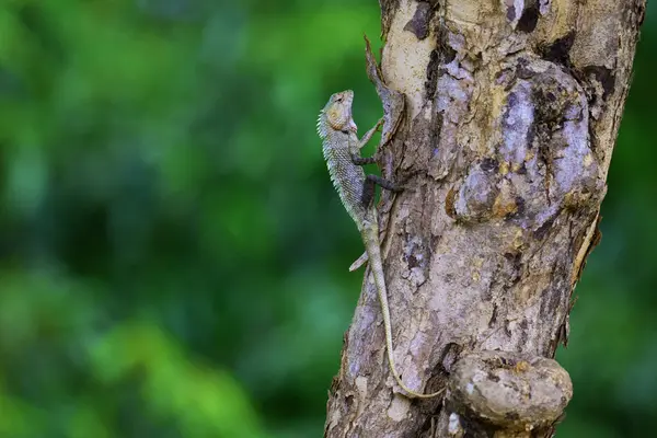 Sri Lanka 'da, Yala Ulusal Parkı' nda bir ağaca kamufle edilmiş bir kertenkele yakaladım..