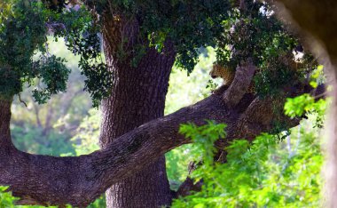 Kamuflajlı bir leoparı yakalamak, bir ağaç dalında uzanmak, Eylül güneşinin tadını çıkarmak, sabahın erken saatlerinde.