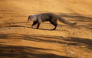 Firavun fareleri uzun, tüylü, sivri yüzlü ve tüylü kuyruklu yaratıklardır. Onlar kemirgen değil, onun yerine mirgenler ve misketler içeren Herpestidae ailesine aitler..