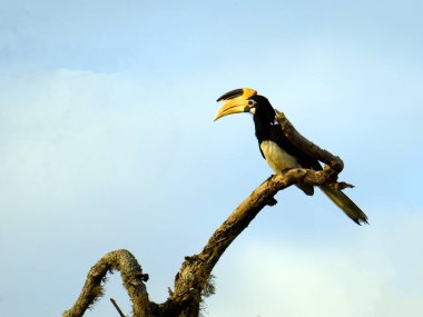 The Malabar Pied hornbill, is a bird in the hornbill family, a family of tropical near-passerine birds found in the old world. clipart