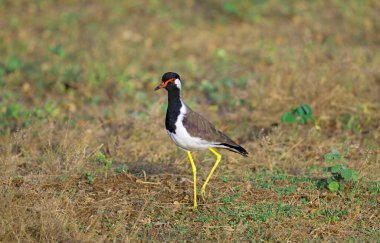 Kırmızı sarkık kanat Sri Lanka ovalarında yaygındır. Fotoğraftaki, Yala Ulusal Parkı 'ndaydı..