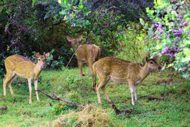 Seylan benekli geyiği, sadece Sri Lanka 'da yaşayan bir eksen geyiği alt türüdür..