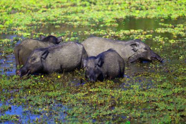 Sri Lanka yaban domuzu Yala Ulusal Parkı 'nın her yerinde bulunur ama nadiren resmedildiği gibi görülür. Leopar avından kaçınmak için orman örtüsünü tercih ederler..