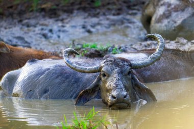 The wild water buffalo, also called Asian buffalo and wild buffalo, is a large bovine native to Indian subcontinent and South East Asia.  Pure breeds are listed as endangered in the IUCN red list. clipart