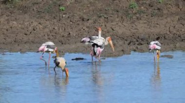 Boyalı leylekler, diğer kuşlarla birlikte koloniler halinde ağaçlara yuva yaparlar. Göç etmiyorlar ve sadece hava ve yiyecek koşullarına cevap vermek için kısa mesafeler katediyorlar..
