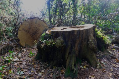 Capturing a recently felled tree, in Acton Burnell, Shropshire, England. clipart