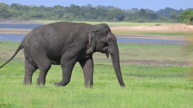 Eylül 'de Sigirya' da muhtemelen dünyadaki en büyük Asya filleri toplandı..