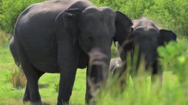 Eylül 'de Sigirya' da muhtemelen dünyadaki en büyük Asya filleri toplandı..
