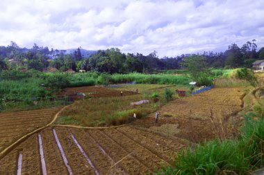 Sri Lankan farm workers often plough fields by hand, in Ella, Badulla District, Uva Province, Sri Lanka, as pictured on Saturday, 9th, September, 2024. clipart