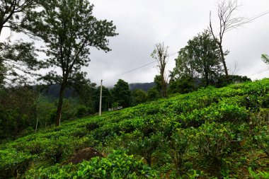 Glenlock Çay Çiftliği ve Fabrikası, 8 Eylül 2024 Pazar günü Nuwara Eliya, Sri Lanka 'da rehberli çay turları düzenler..