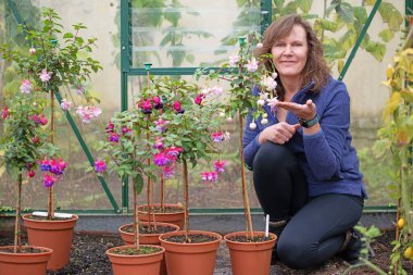 Standart fuşyalar, korunaklı koşullarda tutulduğu takdirde Kasım ayına ve Aralık ayına kadar çiçek açabilirler. Soğuk bir sera ideal..