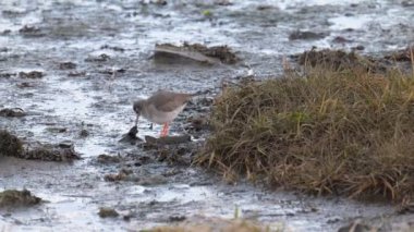 Redshanks, Budle Bay ve Lindisfarne boyunca verimlidir. Burası ulusal koruma altındaki bir doğal yaşam rezervi..