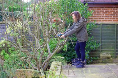 Yetişkin bir esmer kadını konferans armut ağacını budamak için katlanabilir budama testeresi kullanarak yakalamak..