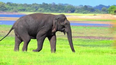Eylül 'de Sigirya' da muhtemelen dünyadaki en büyük Asya filleri toplandı..