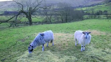 Edale Vadisi, Derbyshire, İngiltere 'de otlayan bir çift koyun yakaladım. Edale, İngiltere 'nin Derbyshire eyaletinde yer alan bir şehirdir. High Peak ilçesinde..