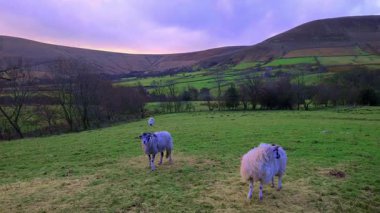 Edale Vadisi, Derbyshire, İngiltere 'de otlayan bir çift koyun yakaladım. Edale, İngiltere 'nin Derbyshire eyaletinde yer alan bir şehirdir. High Peak ilçesinde..